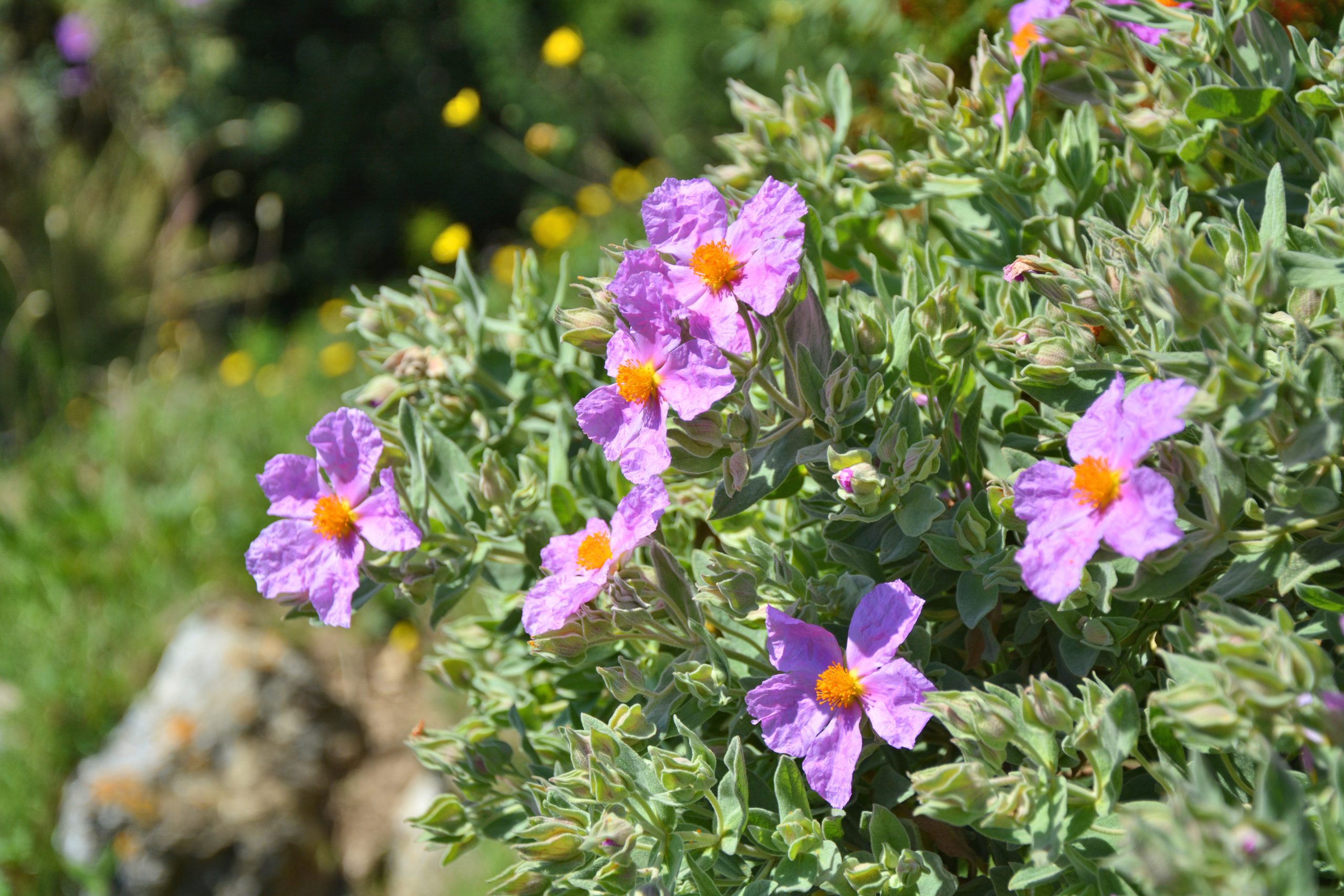 Plant extracts from Cistus incanus L. and Scutellaria lateriflora L.: their combination has antimicrobial and antibiofilm properties, preventing periodontal diseases