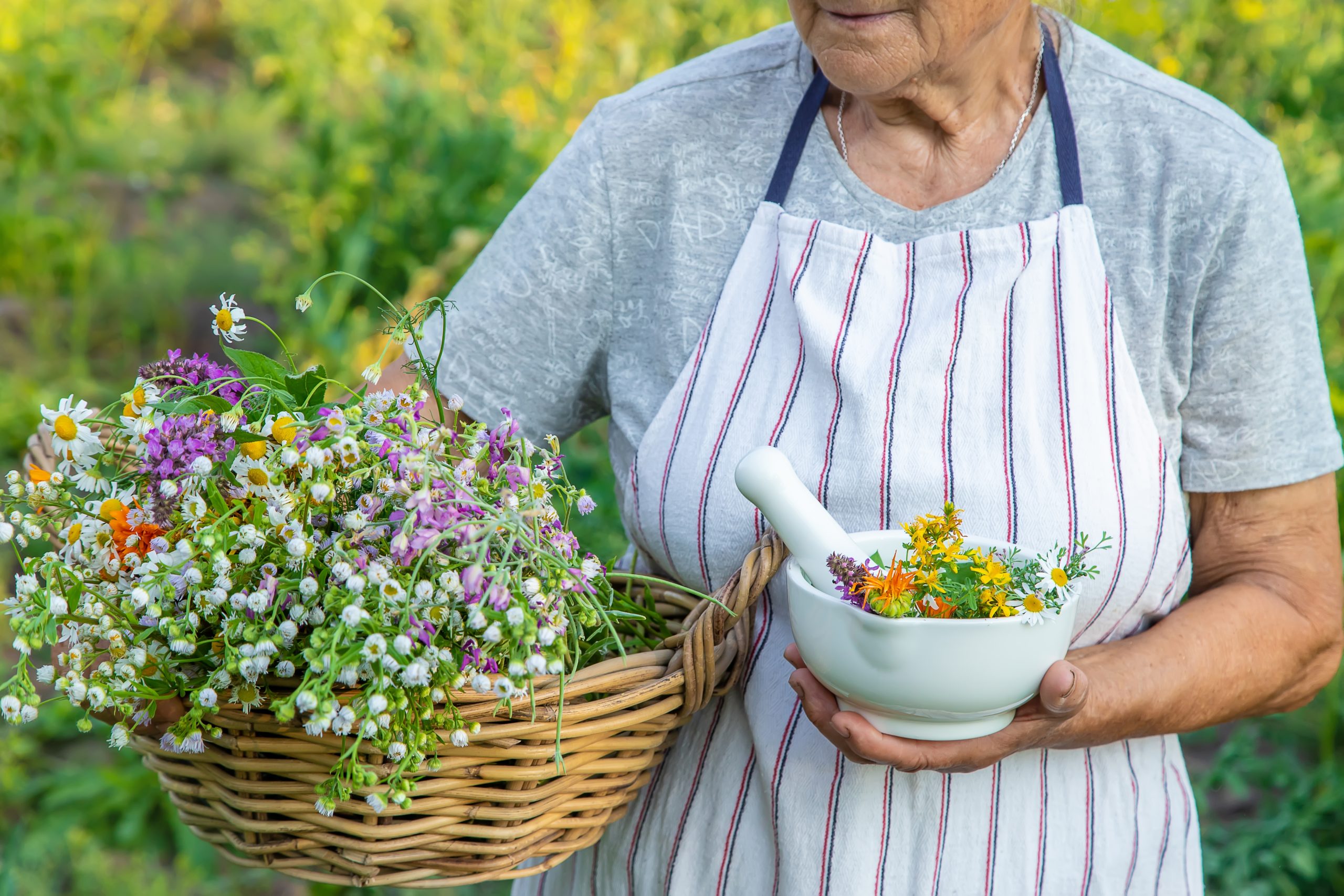 Medicinal and aromatic plants: cultivation or wild collection?