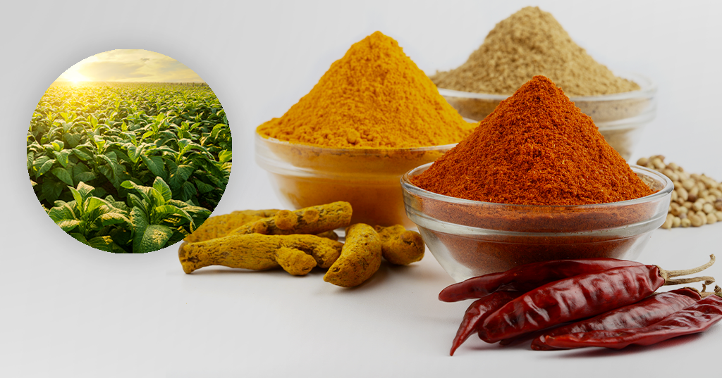 Nicotine residues in spices: EFSA has just completed the risk assessment