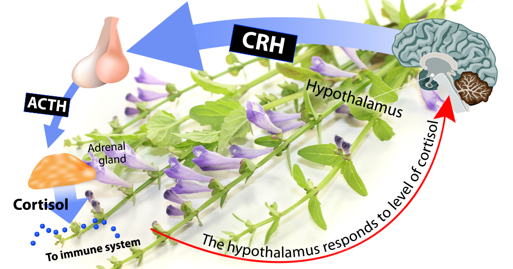 Scutellaria lateriflora L.: a hydroethanolic extract, chemically characterized, as a possible nutraceutical ingredient in cortisol-mediated stress response