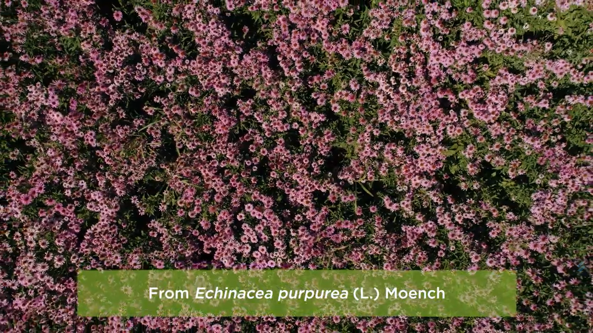 EKINact®: our extract of Echinacea purpurea (L.) Moench