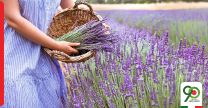 Estate e benessere: la lavanda tra storia e scienza