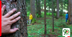 Protected: Wellness in summer holidays: forest bathing and its benefits